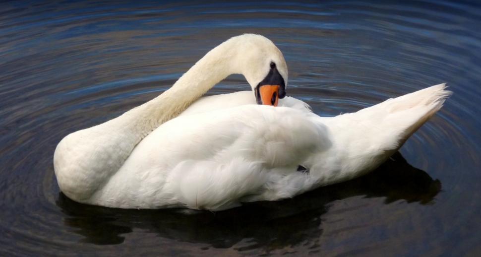 Free Image of White Swan 