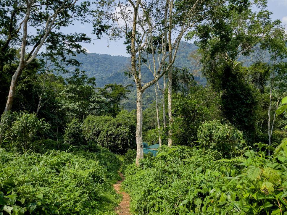 Free Image of Dense forest with tall trees and mountain in the background 