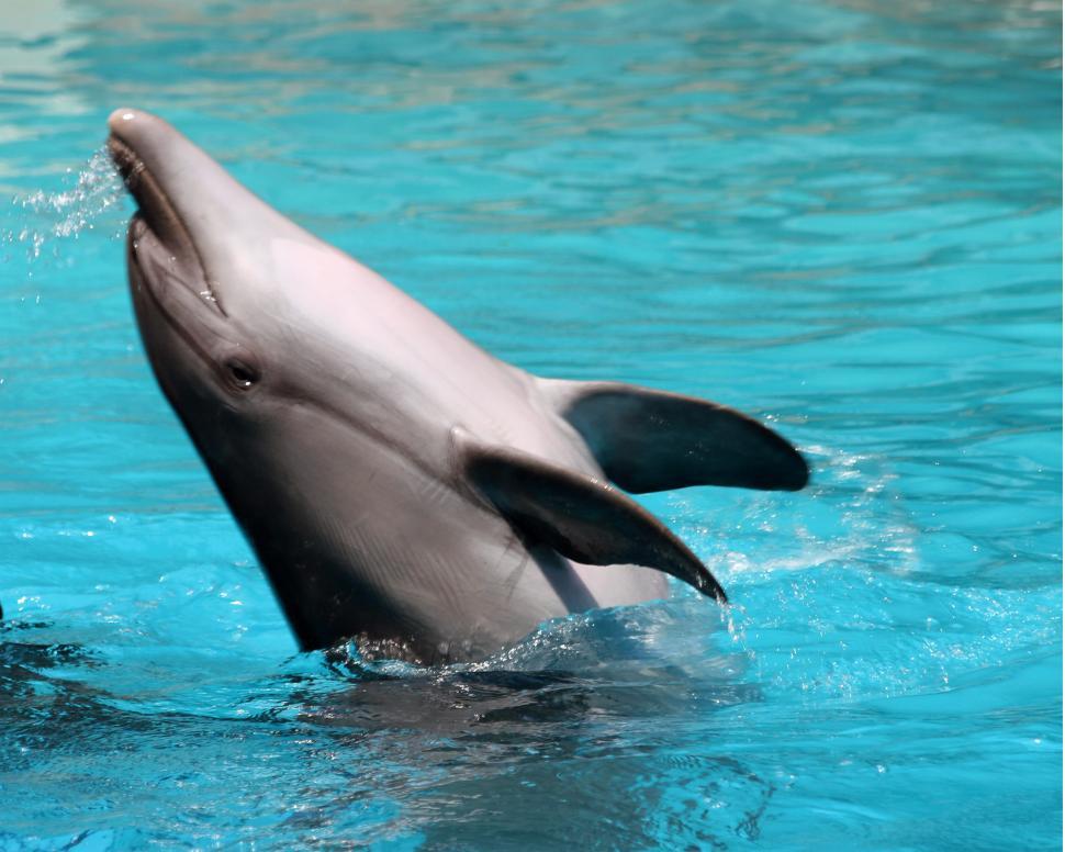 Free Image of Dolphin 