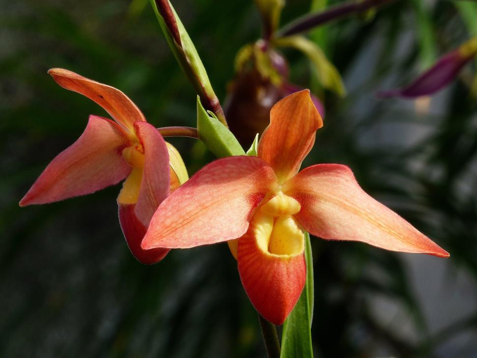 Free Image of Two Red Phragmipedium Orchid Flowers 