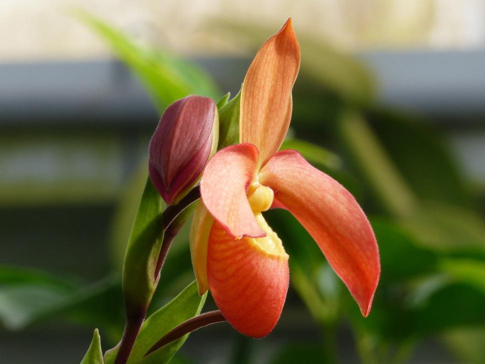 Free Image of Phragmipedium Orchid Flower and Bud 