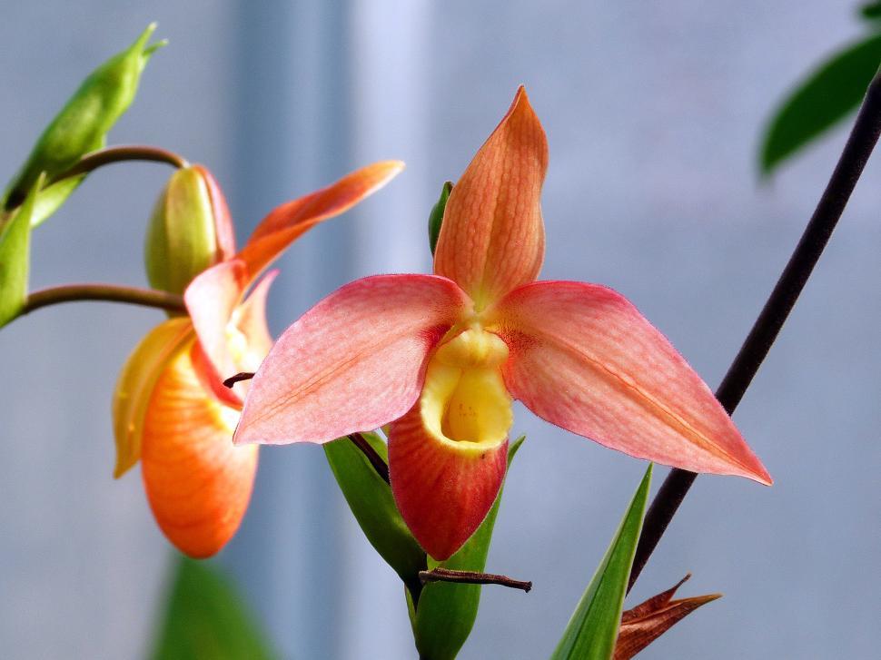 Free Image of Two Red Phragmipedium Orchid Flowers 