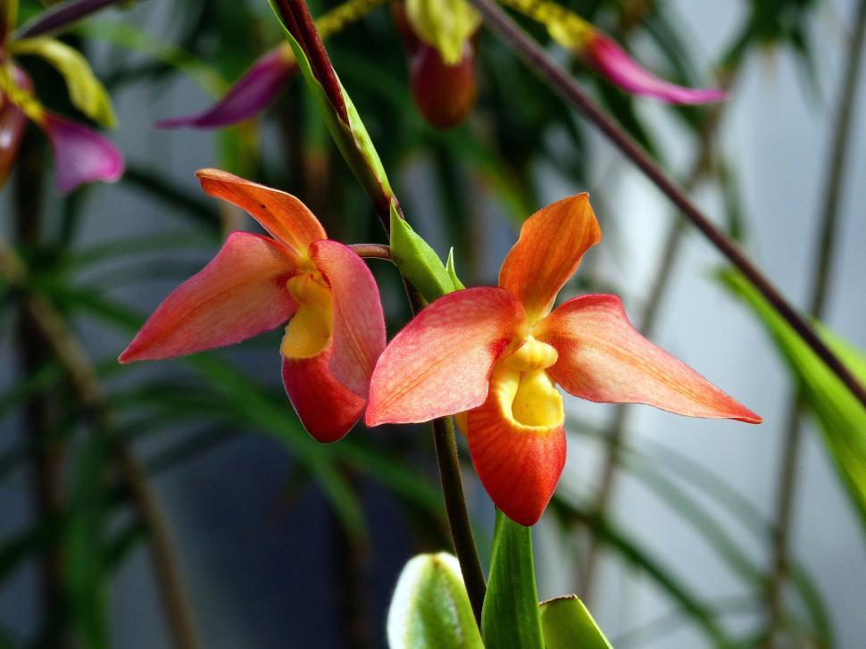 Free Image of Two Red Phragmipedium Orchid Flowers 