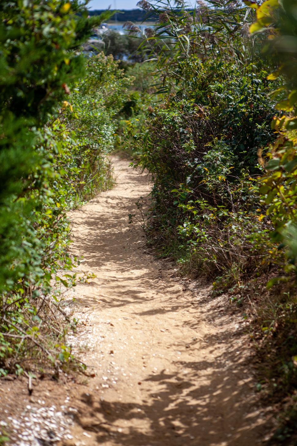 Free Image of Narrow dirt pathway surrounded by lush green vegetation 