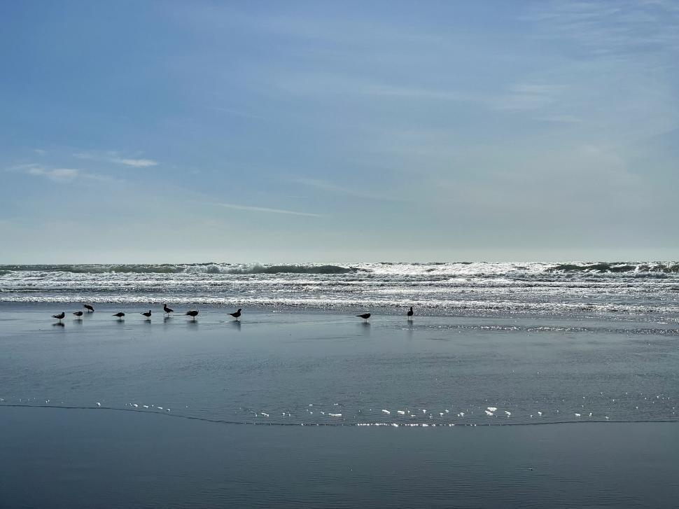 Free Image of Serene view of the ocean with birds on the shoreline 