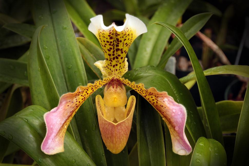 Free Image of Yellow Lady Slipper Orchid or Paphiopedilum Gratrixianum 