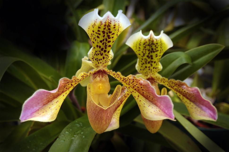 Free Image of Paphiopedilum Orchid Flower 