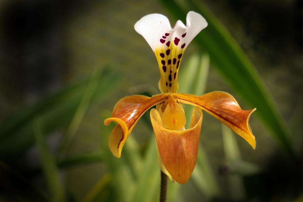 Free Image of Lady Slipper Phragmipedium Orchid 