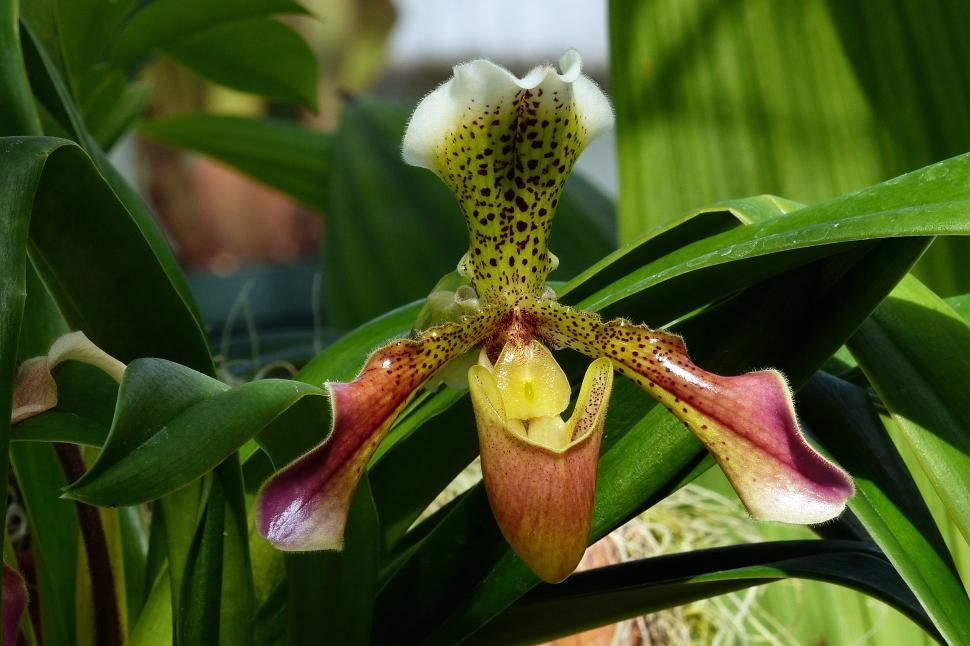 Free Image of Paphiopedilum Orchid Flower 
