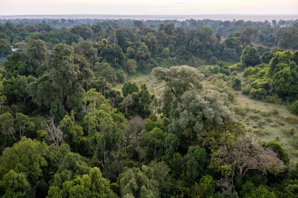 Free Image of Aerial view of dense lush green forest at dawn 