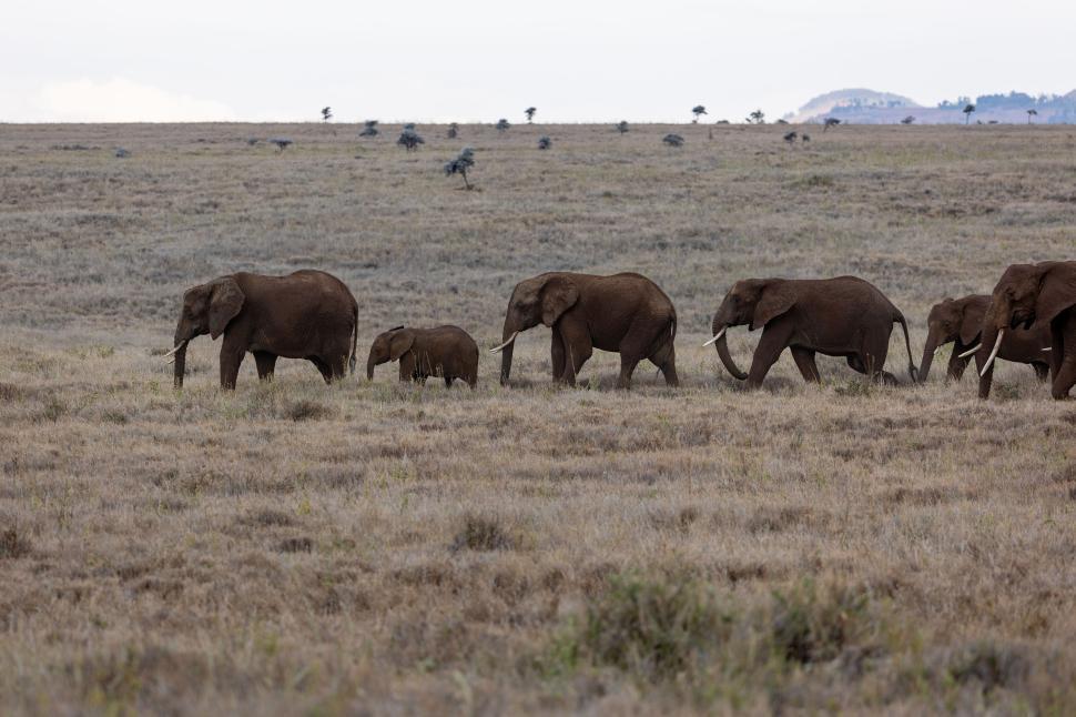 Free Image of Herd of elephants walking together on grassy plain 