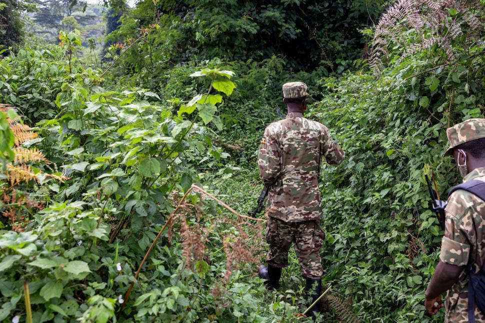 Free Image of Camouflaged soldiers patrolling dense tropical jungle 