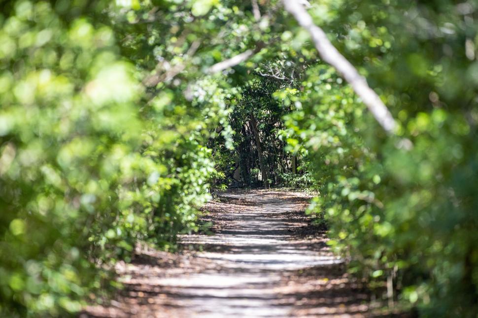 Free Image of Sun-dappled forest pathway leading into tranquil woods 