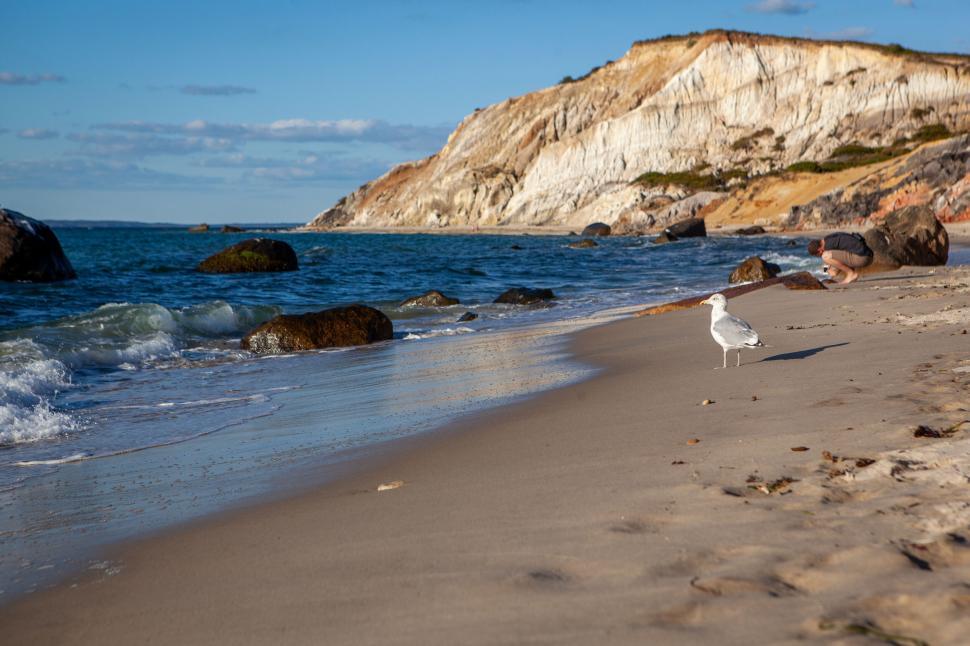 Free Image of Seagull on sandy beach with rocky cliff backdrop 