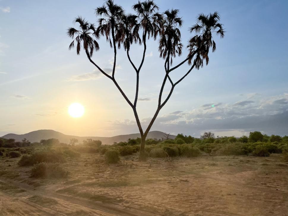 Free Image of Sunset illuminating tree and African landscape 