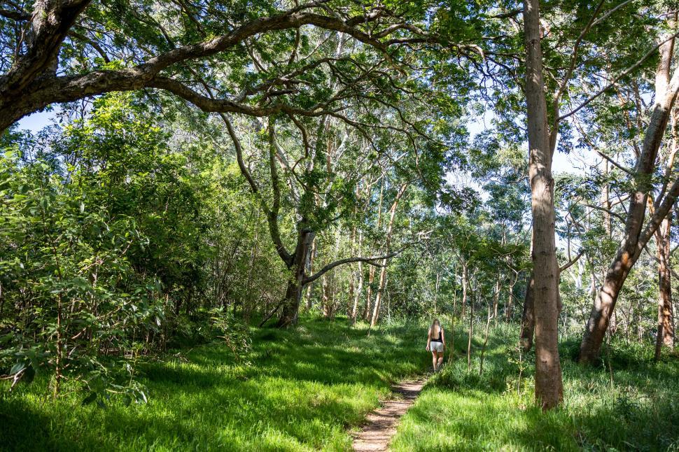 Free Image of Individual walking through dense forest on narrow path. 