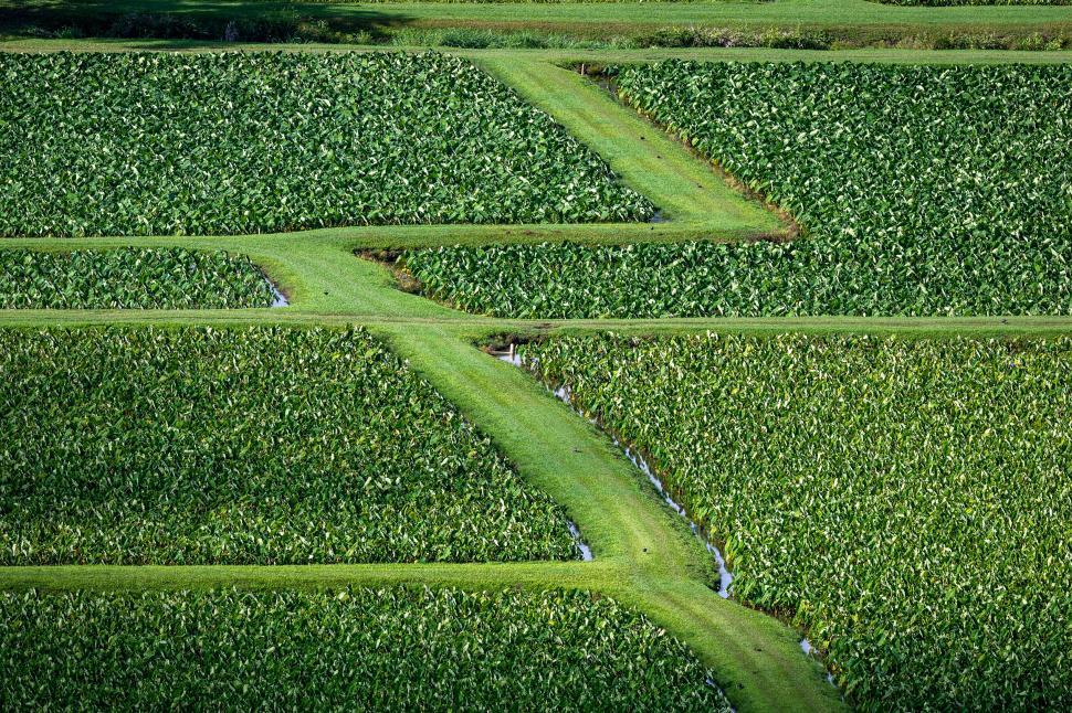 Free Image of Lush green farm fields with zigzag walking path visible 