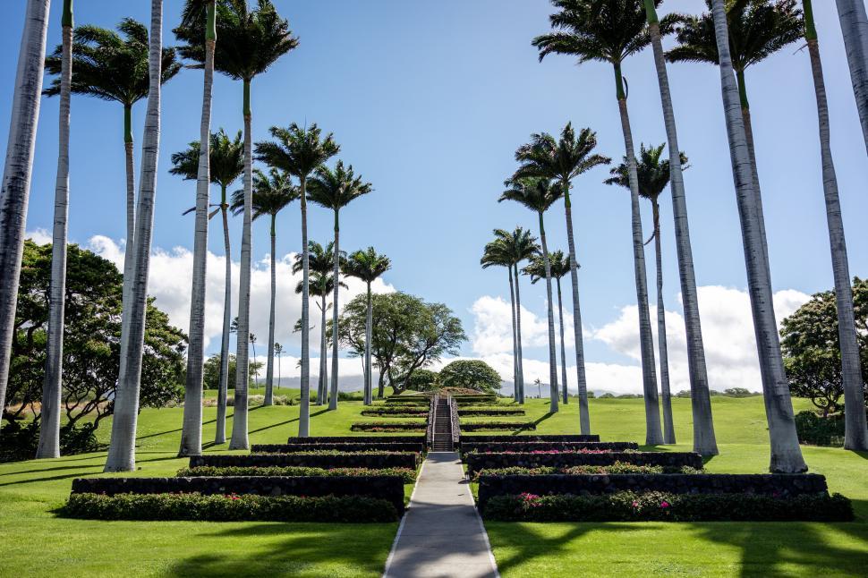 Free Image of Symmetric palm-lined walkway 