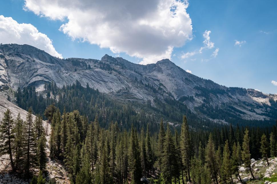 Free Image of Pine forest at the base of a mountain under blue sky 