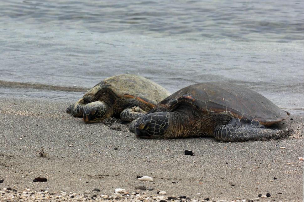 Free Image of Turtles 