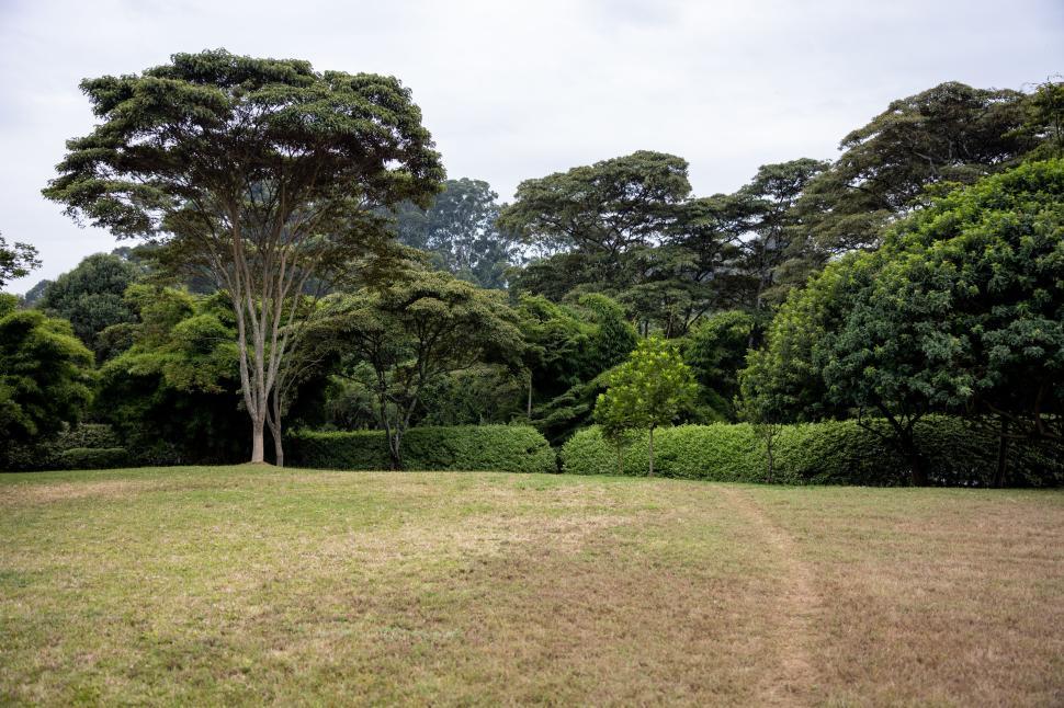 Free Image of Wide open field with trees in the background, cloudy sky 