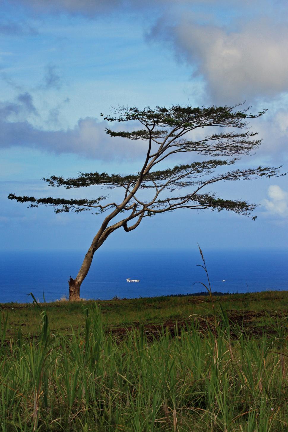 Free Image of Tree in Field 