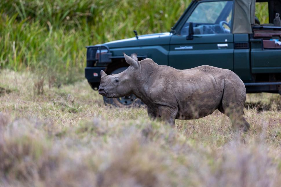 Free Image of White rhino walking in the wilderness by a green jeep 