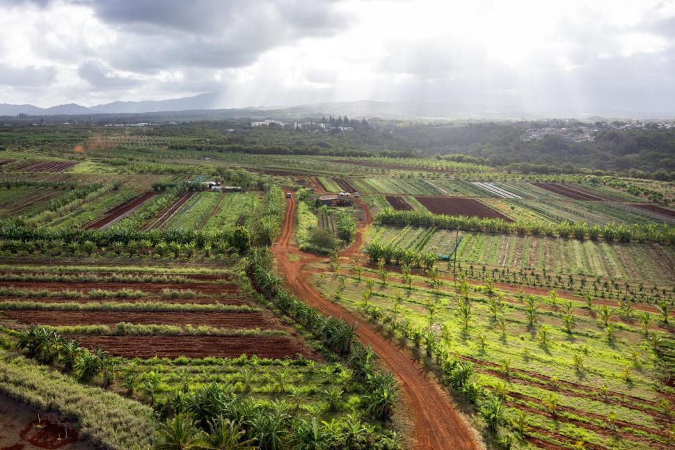 Free Image of Lush green farmland with rows of crops under sunlight. 