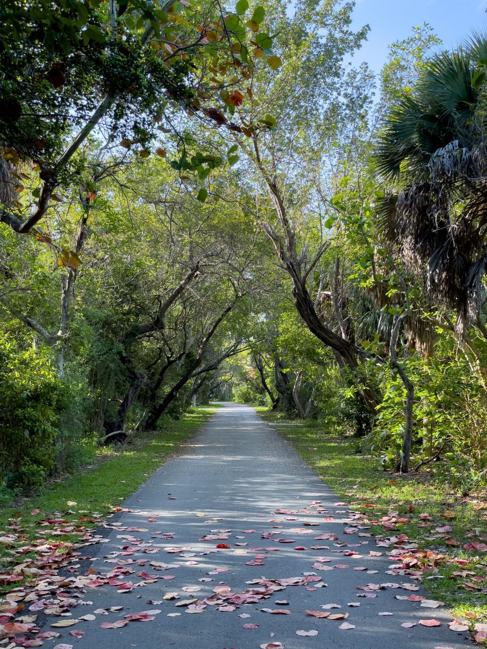 Free Image of Pathway in lush green forest lined with fallen leaves. 