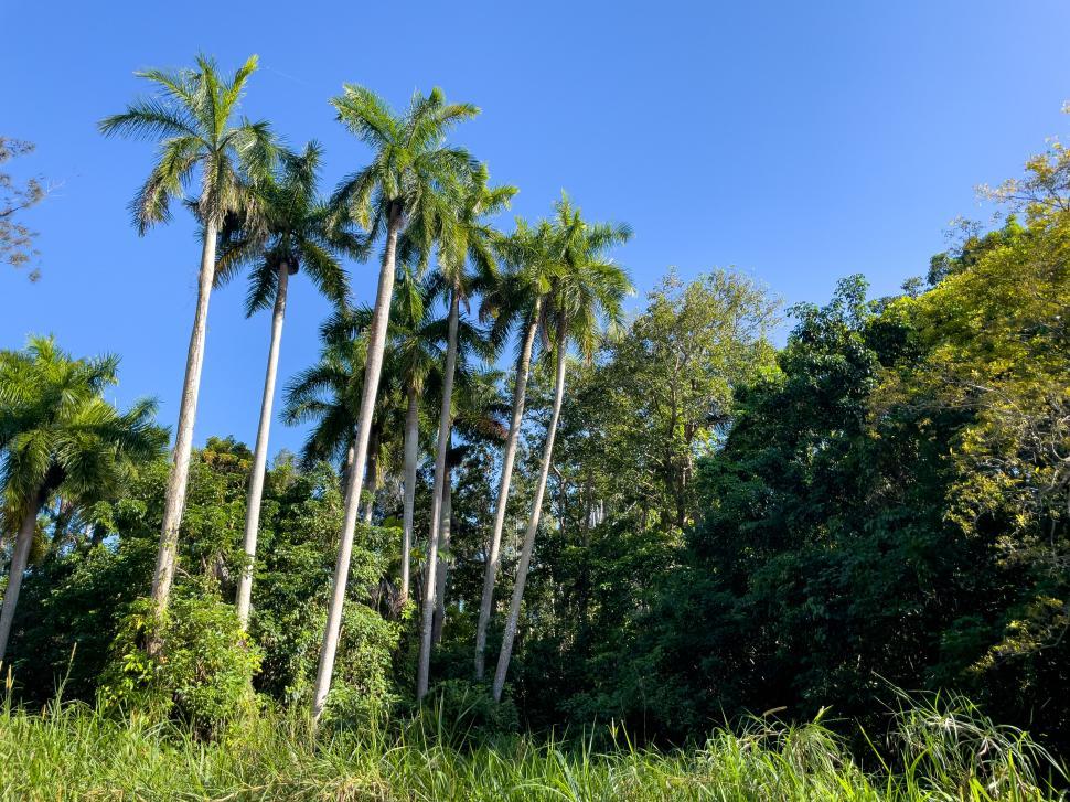 Free Image of Palm trees reaching towards a vibrant blue sky in daylight 