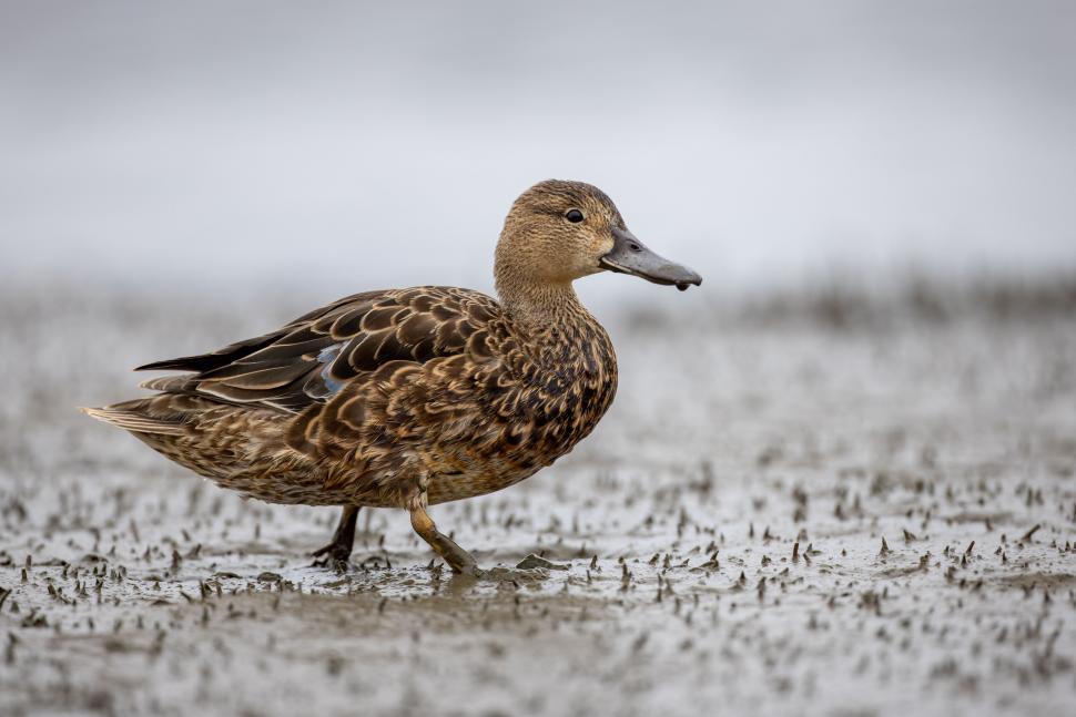 Free Image of Brown duck wading through mud with calm, steady steps. 