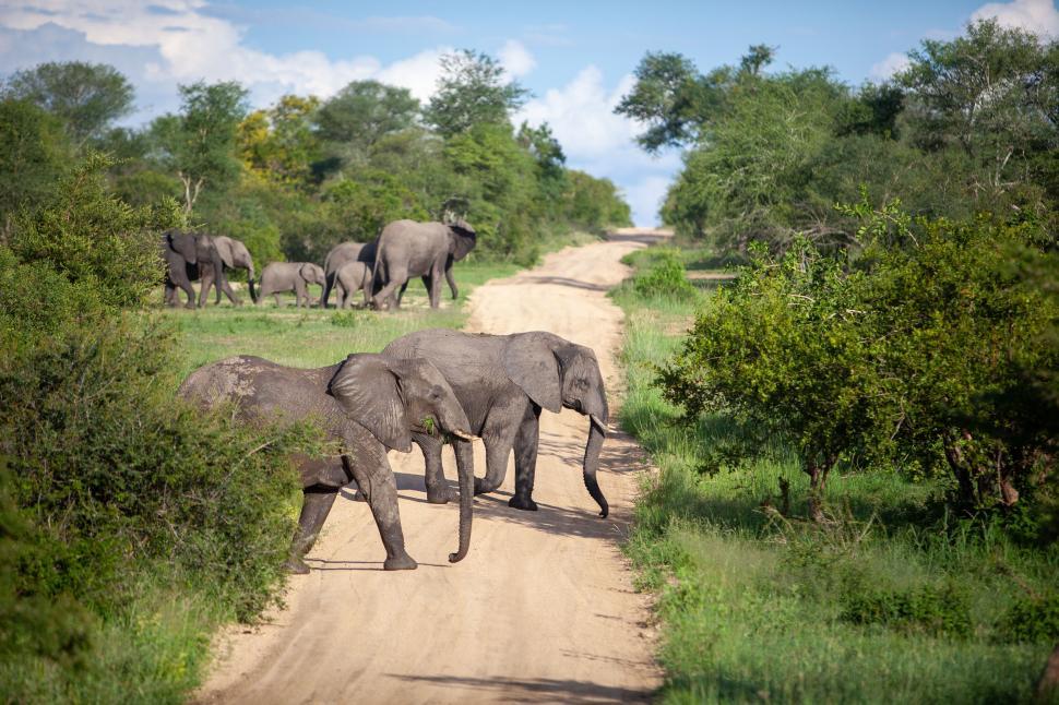 Free Image of Elephants crossing a dirt path in nature reserve 