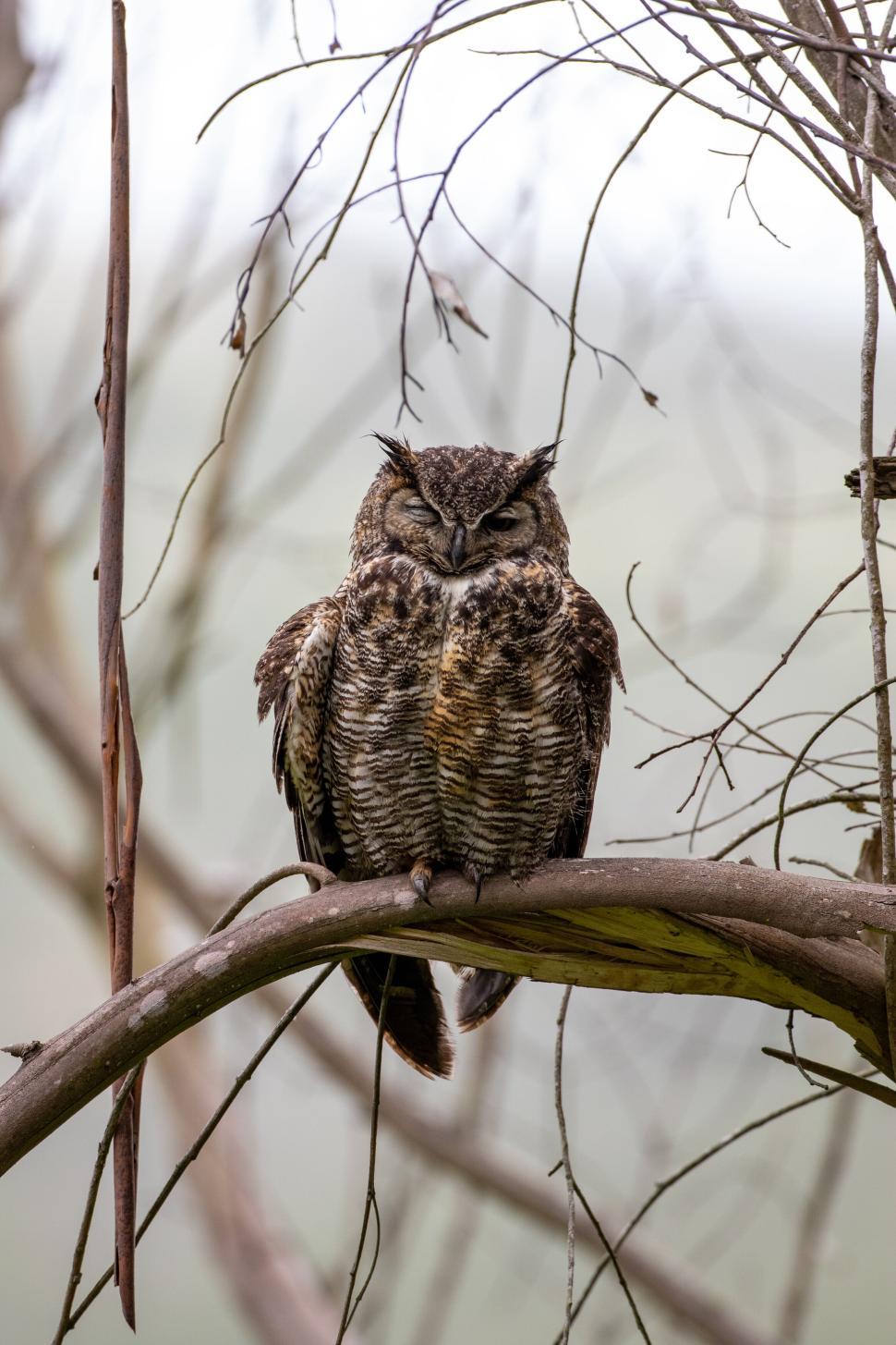 Free Image of Owl perched on branch among thin wispy twigs 