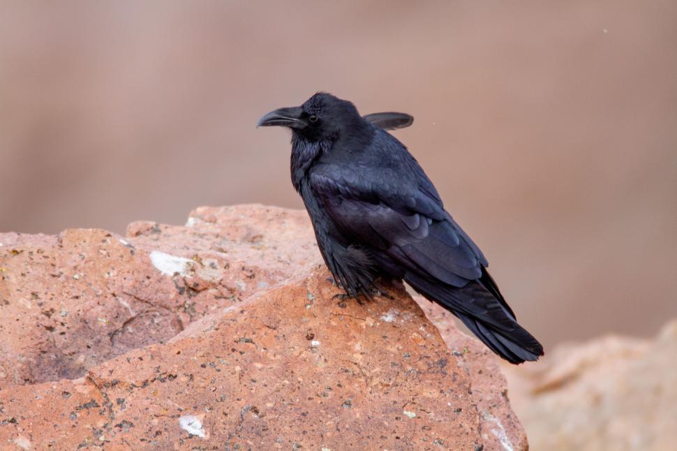 Free Image of Black raven resting on a reddish rock outdoors 