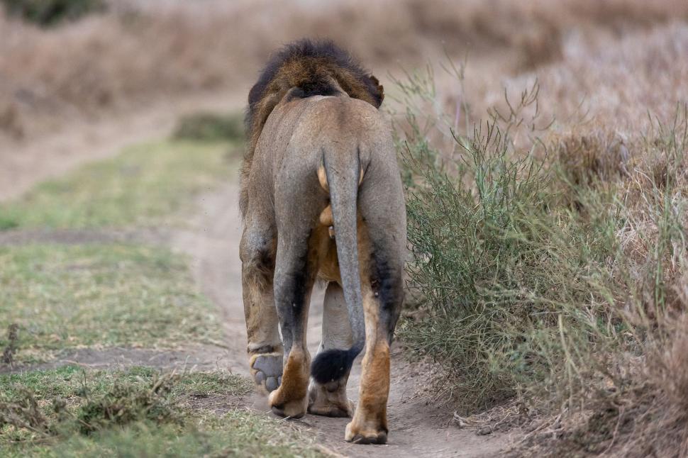 Free Image of Lion walking away, showing its majestic mane 