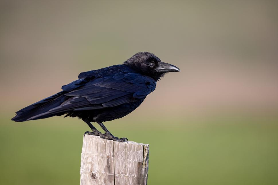 Free Image of Black crow perched on weathered wooden post 