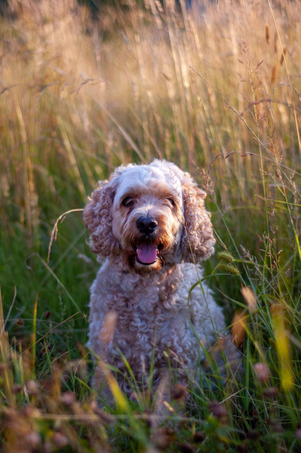 Free Image of Happy curly-haired dog in a beautiful grassy meadow. 