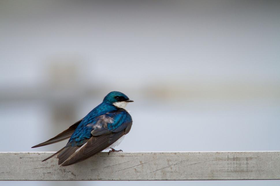 Free Image of A small blue bird perched on a metallic structure. 