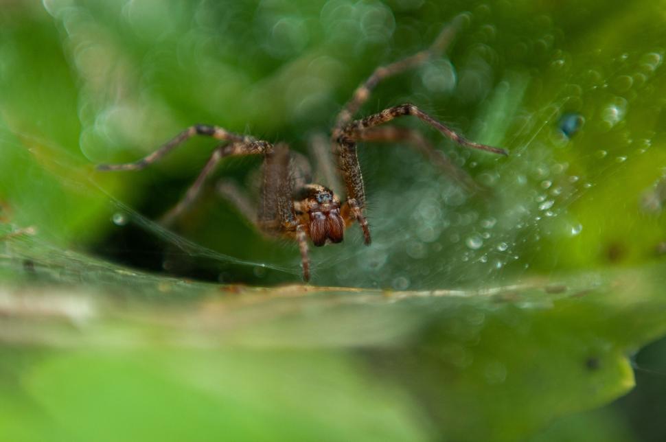 Free Image of Close-up shot of a brown spider on its dewy web. 