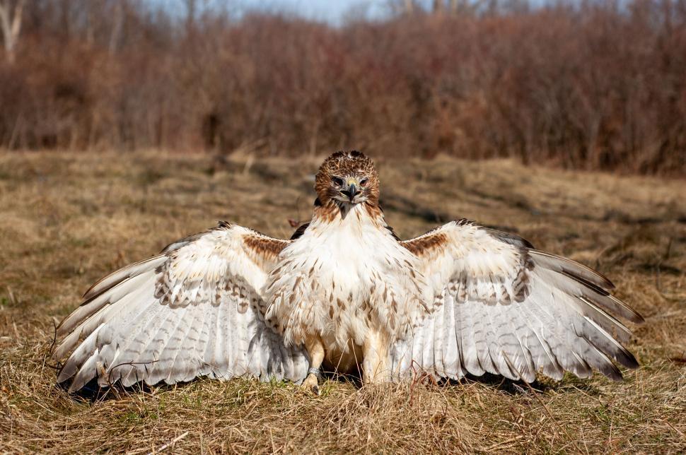 Free Image of Hawk spreading its wings wide open on the ground. 