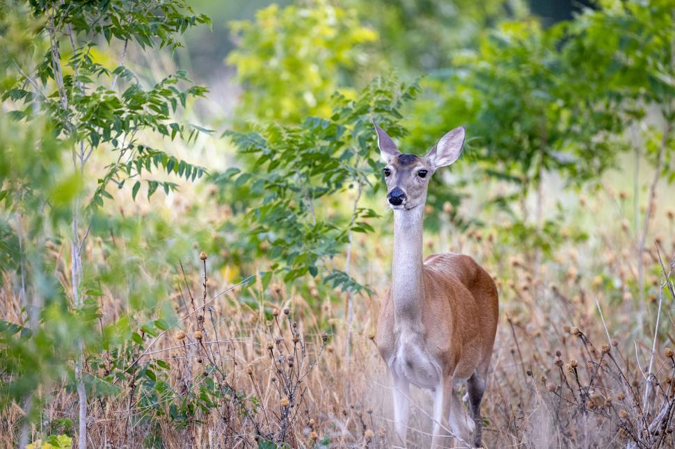 Free Image of Graceful deer standing amidst lush green foliage. 