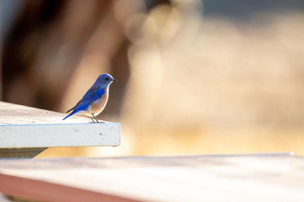 Free Image of Small blue bird perched on a wooden edge in sunlight 