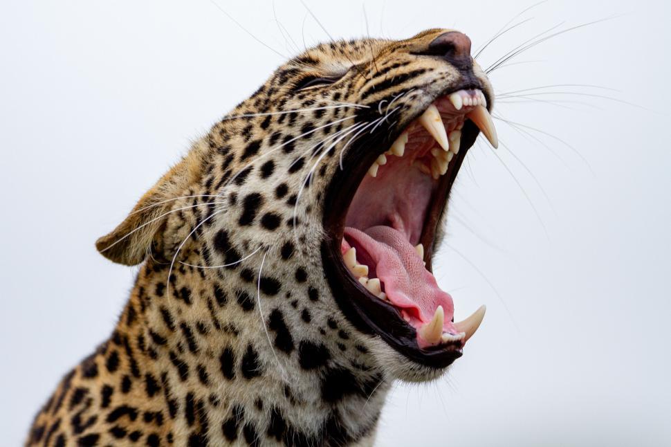 Free Image of Leopard yawning with wide open mouth showing sharp teeth 