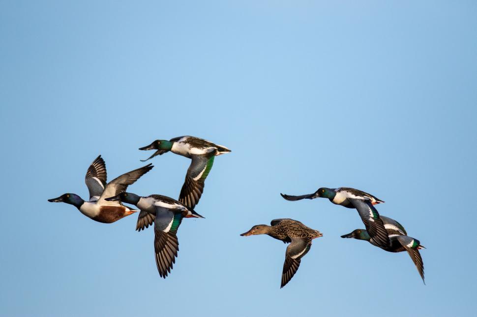 Free Image of Group of ducks flying in formation against blue sky 
