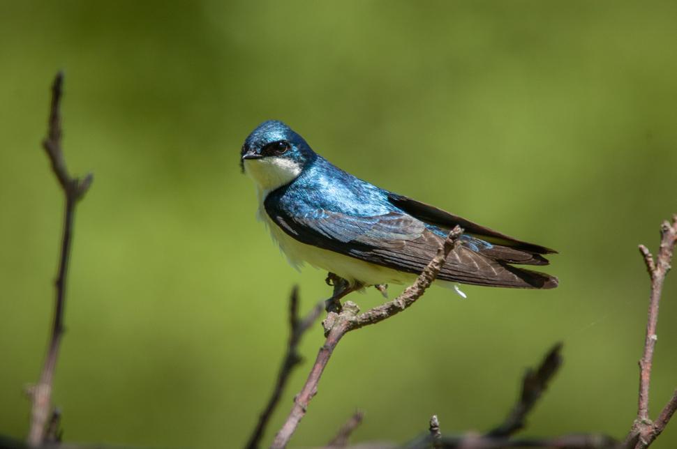Free Image of Iridescent blue bird perched on twig in natural setting 