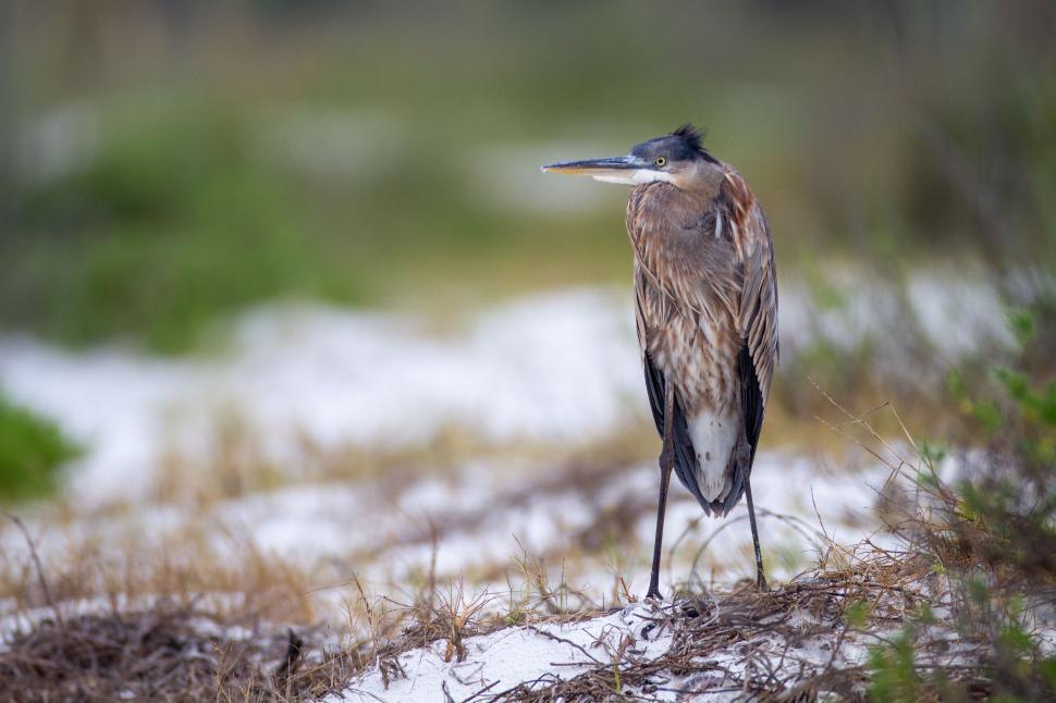 Free Image of Majestic heron stands gracefully on sandy terrain 