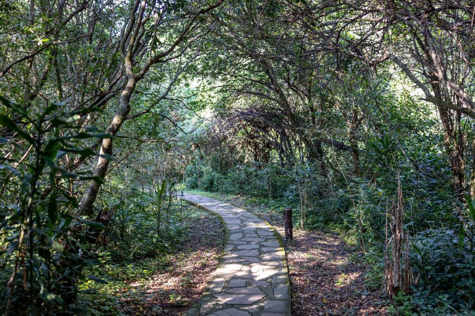 Free Image of Stone pathway through lush, tunnel-like forest scenery. 