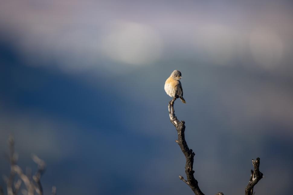 Free Image of Small bird perches elegantly on a bare tree branch 