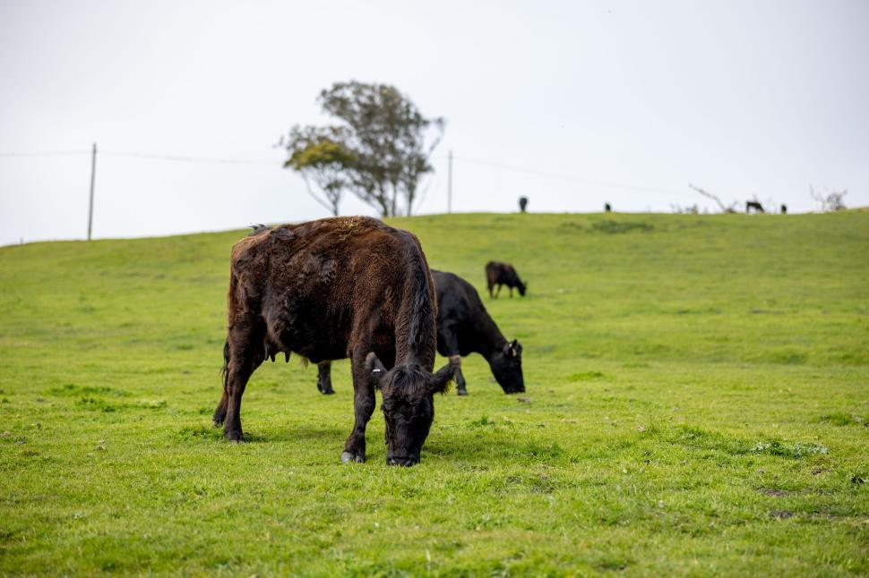 Free Image of Grazing bison on a lush green meadow under grey sky 