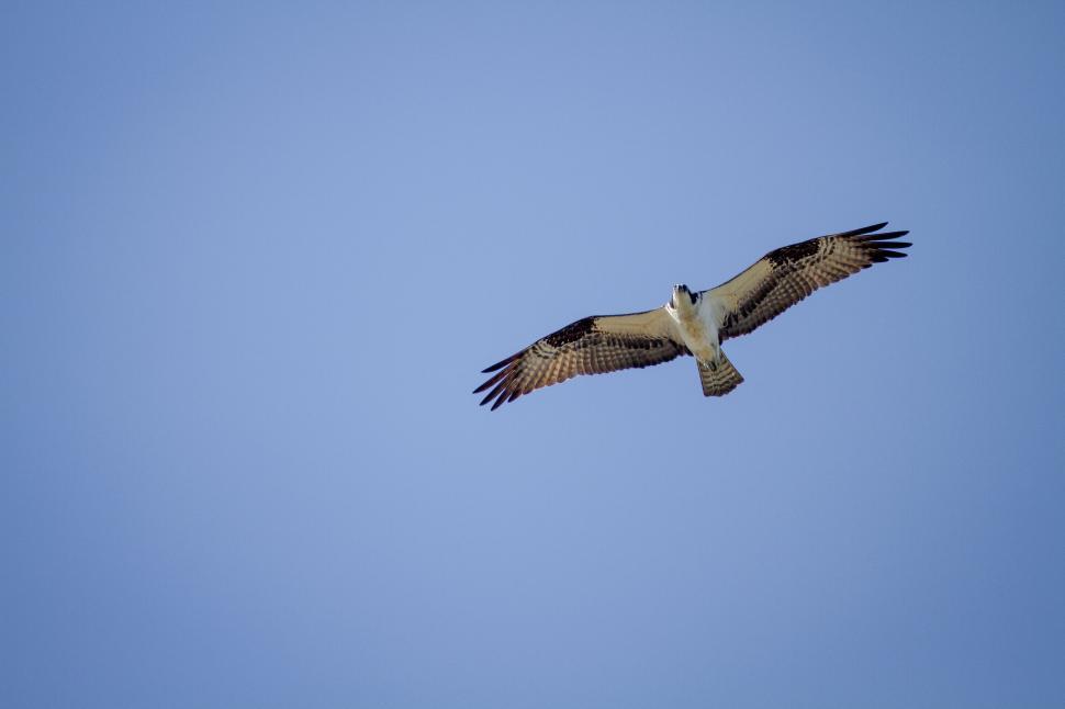 Free Image of Osprey soars majestically through clear blue sky 